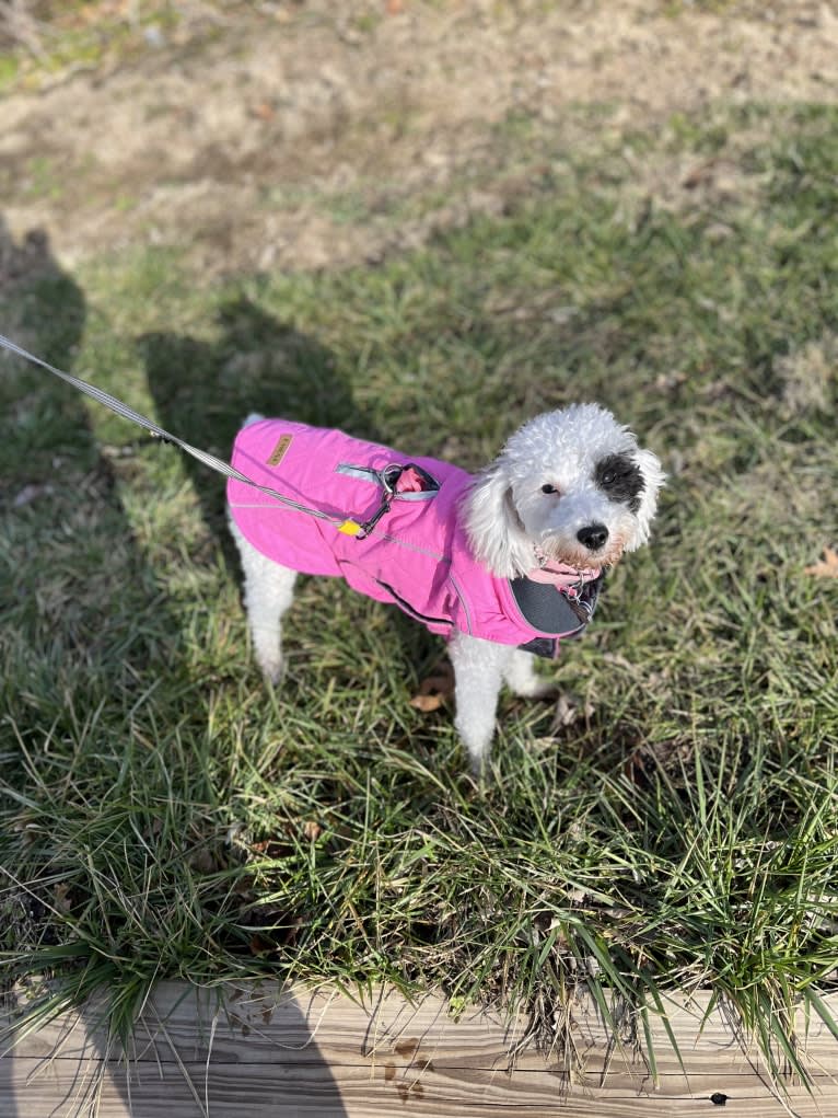 Dolly, a Poodle tested with EmbarkVet.com