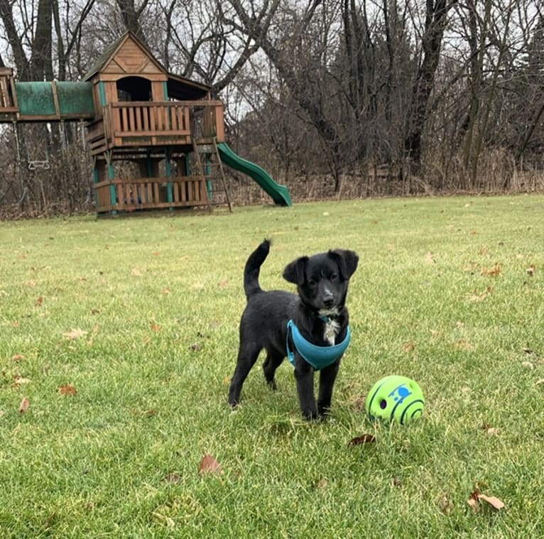 Lily, a Labrador Retriever and Beagle mix tested with EmbarkVet.com