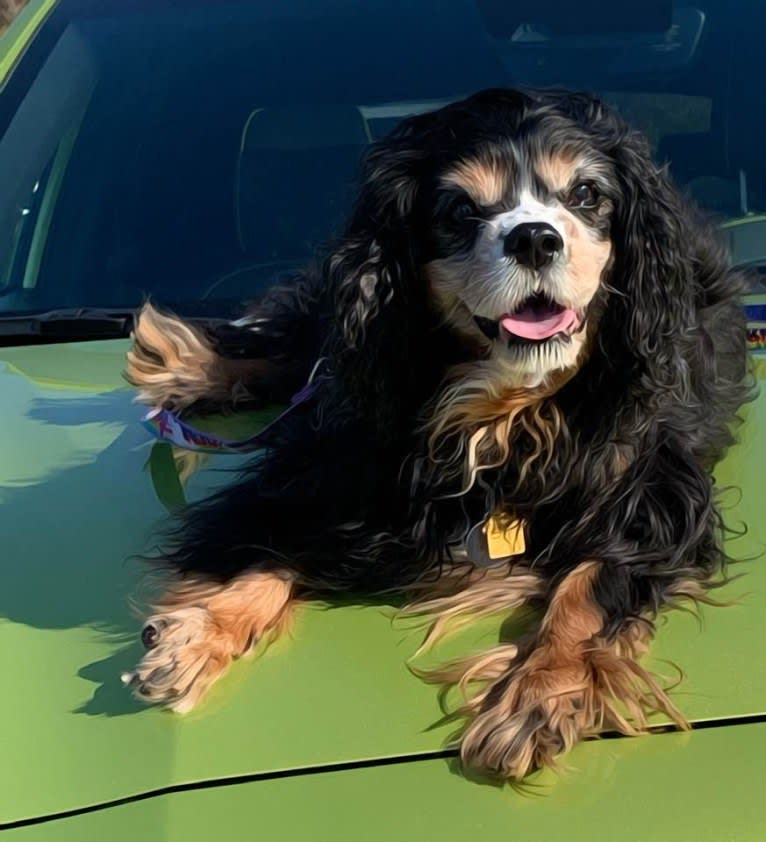 Barkley Valentine, a Cavalier King Charles Spaniel tested with EmbarkVet.com