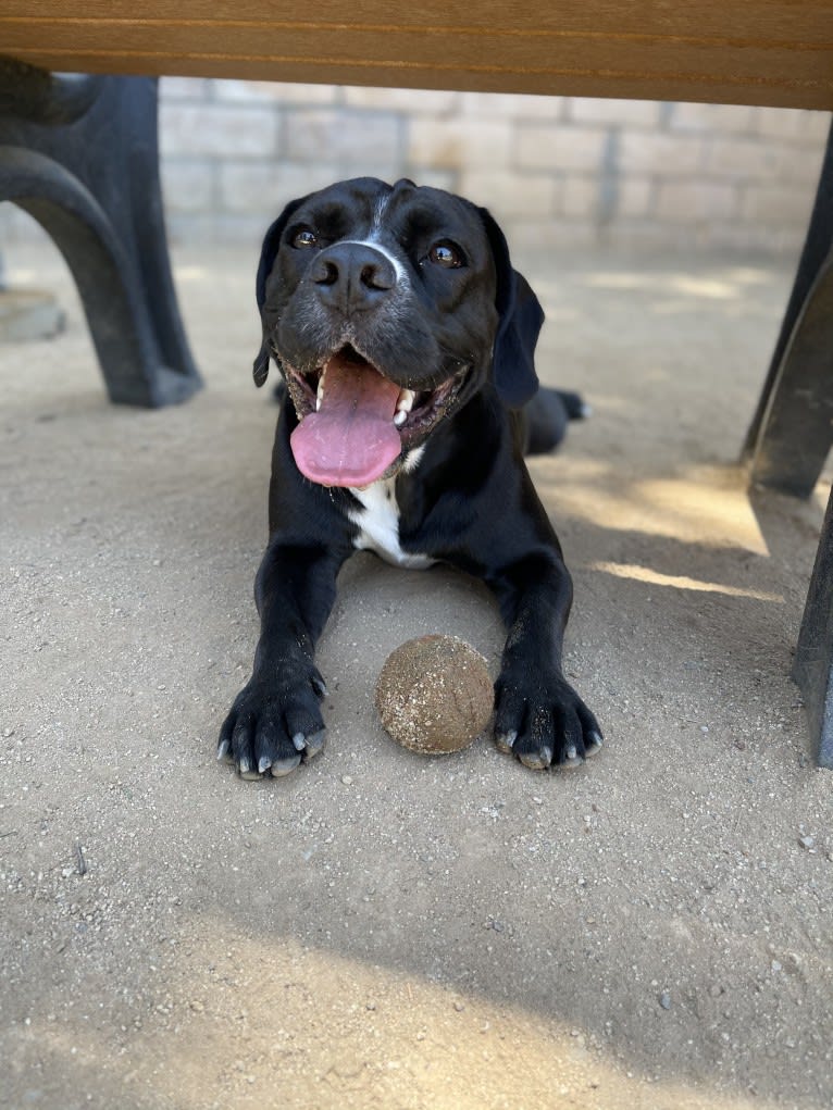 Obi-Wan, a Cocker Spaniel and Bulldog mix tested with EmbarkVet.com