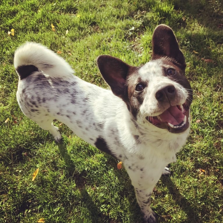 Scout, an East Asian Village Dog tested with EmbarkVet.com