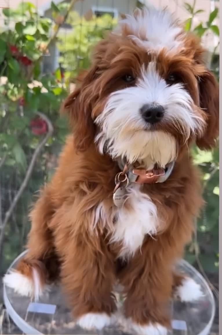 Teddy, a Goldendoodle tested with EmbarkVet.com