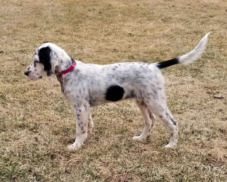 Shelby, a Llewellin Setter tested with EmbarkVet.com