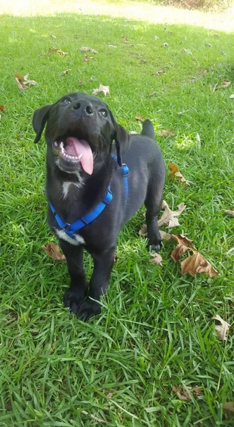 Kaida, a Labrador Retriever and Australian Shepherd mix tested with EmbarkVet.com