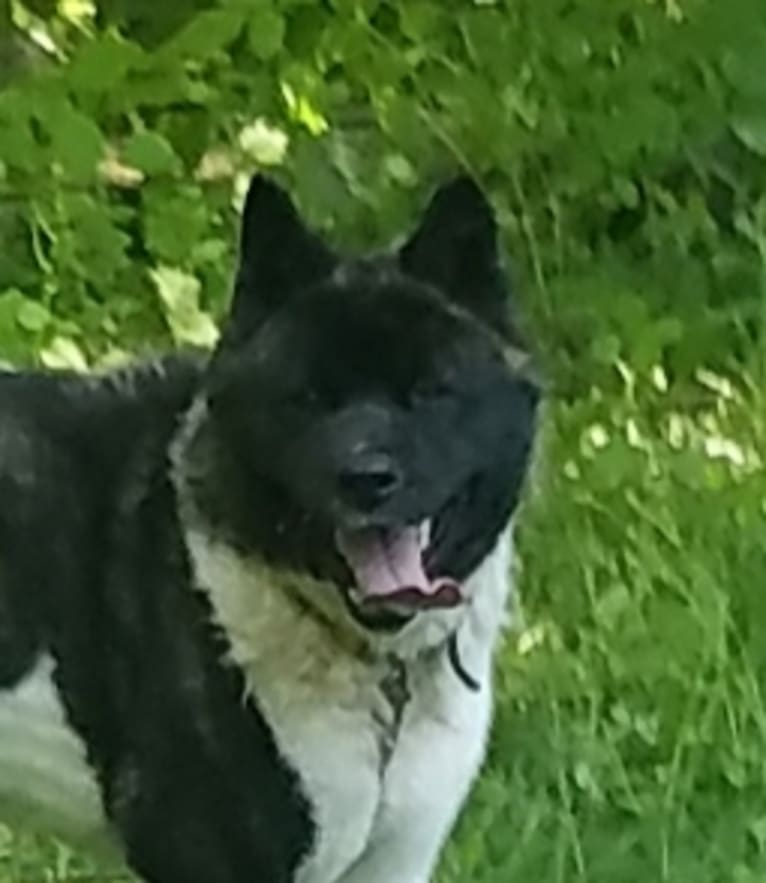 Casey, an Akita tested with EmbarkVet.com