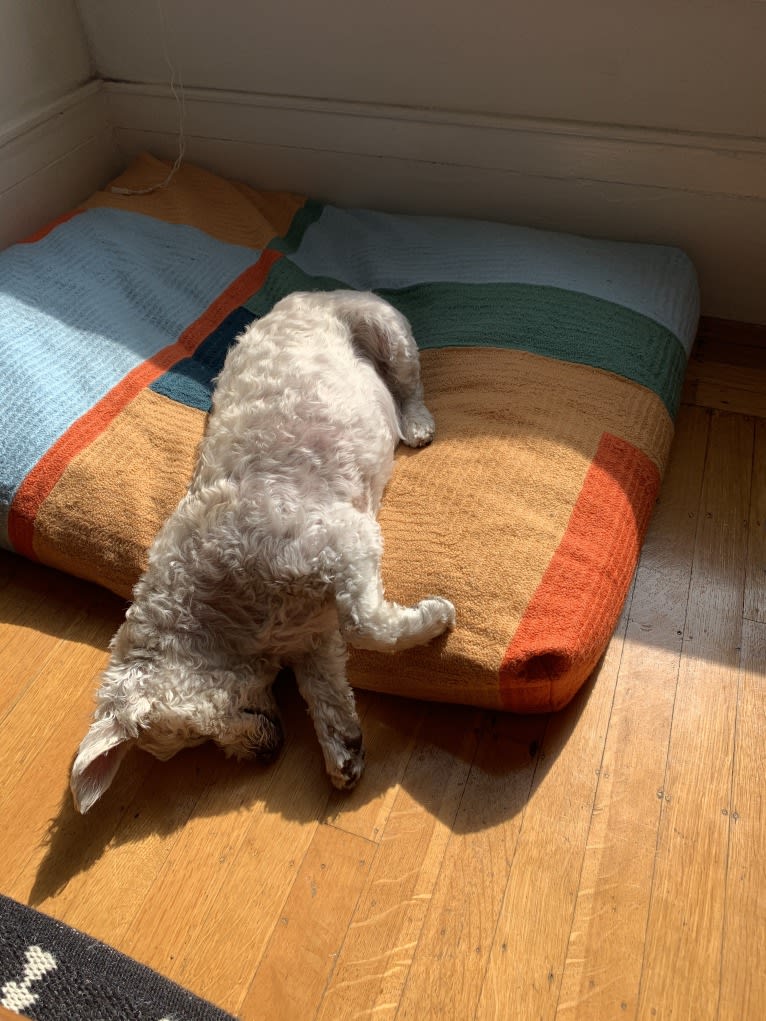 Bobby McGee, a Poodle (Small) and Cocker Spaniel mix tested with EmbarkVet.com