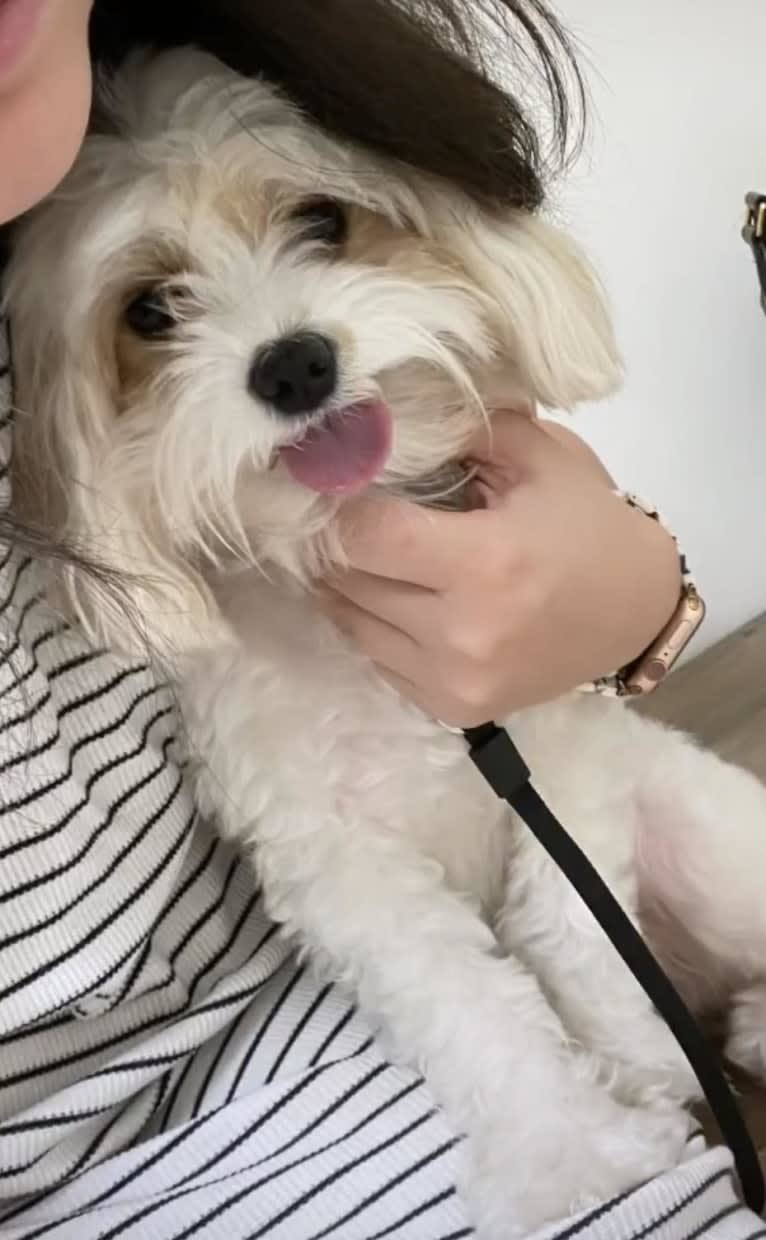 Emma, a Cavapoo tested with EmbarkVet.com