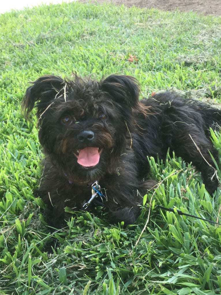 Ludo, a Yorkshire Terrier and Maltese mix tested with EmbarkVet.com