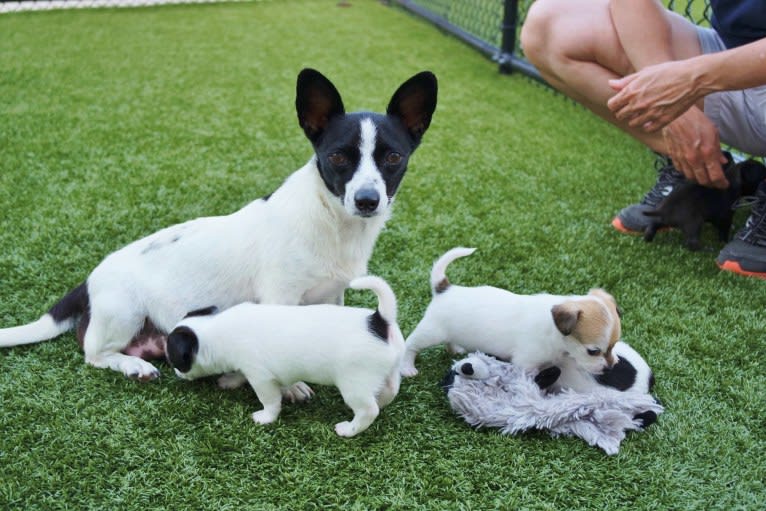 Wookie, a Chihuahua and West Highland White Terrier mix tested with EmbarkVet.com