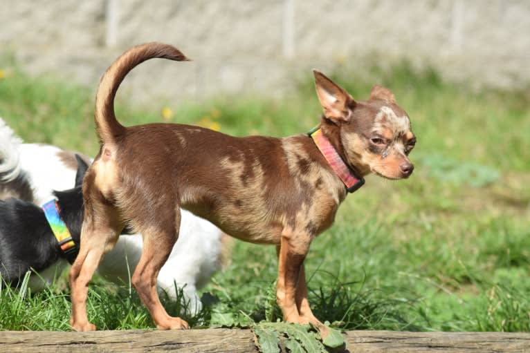 Georgia, a Chihuahua tested with EmbarkVet.com