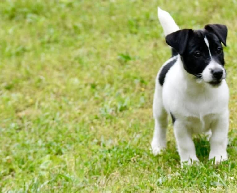 Oreo, a Russell-type Terrier tested with EmbarkVet.com
