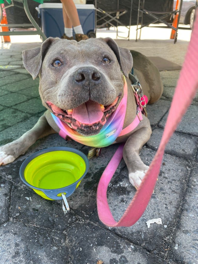 Stevie Nicks, an American Staffordshire Terrier tested with EmbarkVet.com