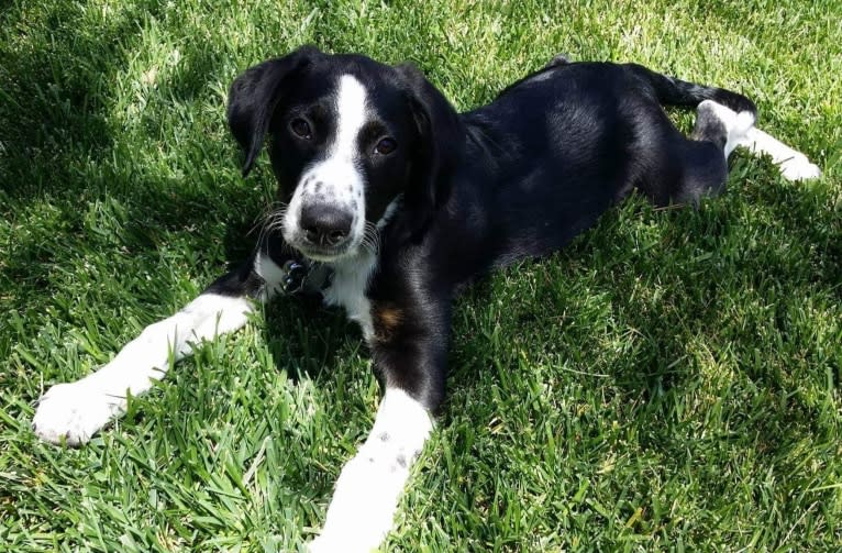 Boomer, an Australian Cattle Dog and Poodle (Standard) mix tested with EmbarkVet.com