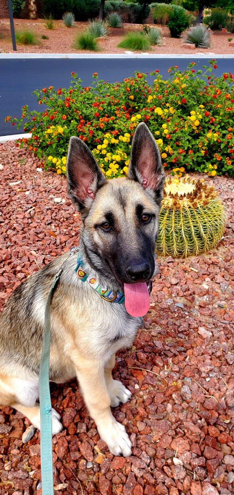 Ripley, a Belgian Malinois and Siberian Husky mix tested with EmbarkVet.com