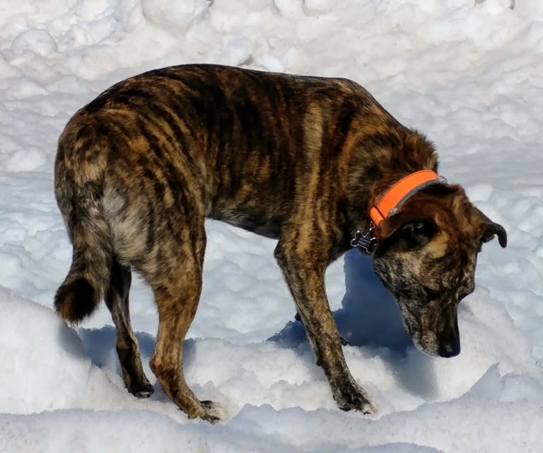 Roadie, a Labrador Retriever and Rottweiler mix tested with EmbarkVet.com