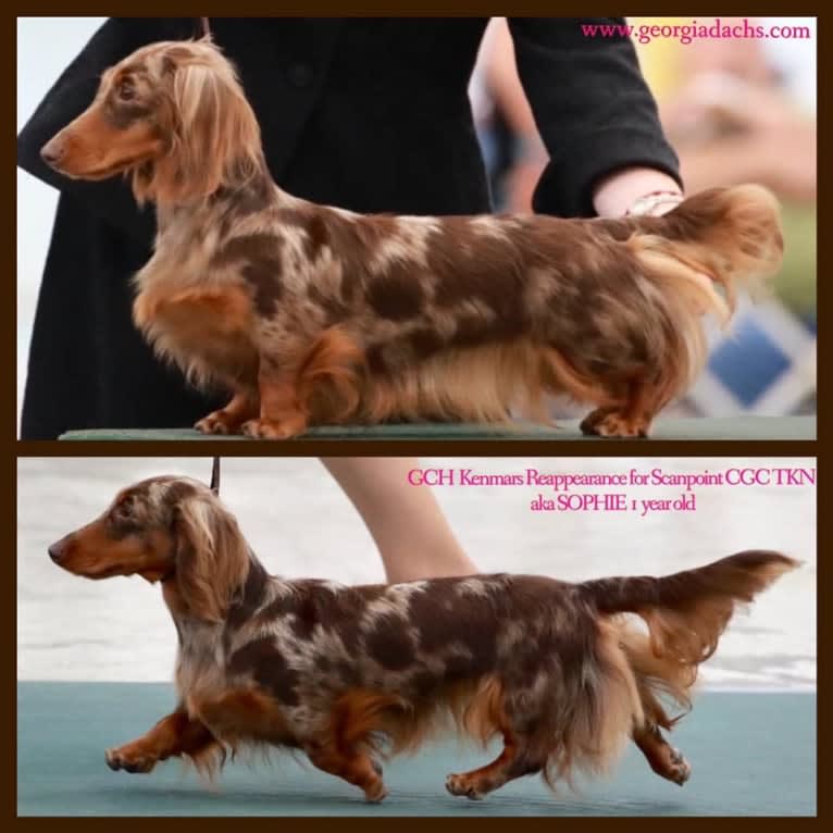 Sophie ROM, a Dachshund tested with EmbarkVet.com