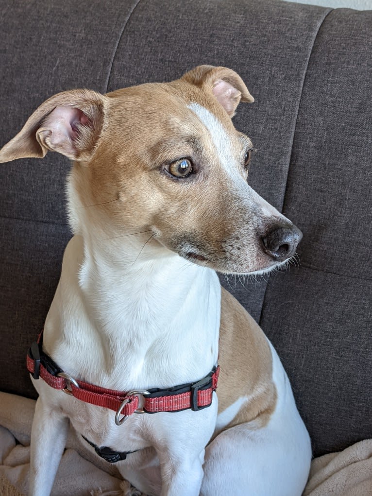 Katie, a Rat Terrier tested with EmbarkVet.com