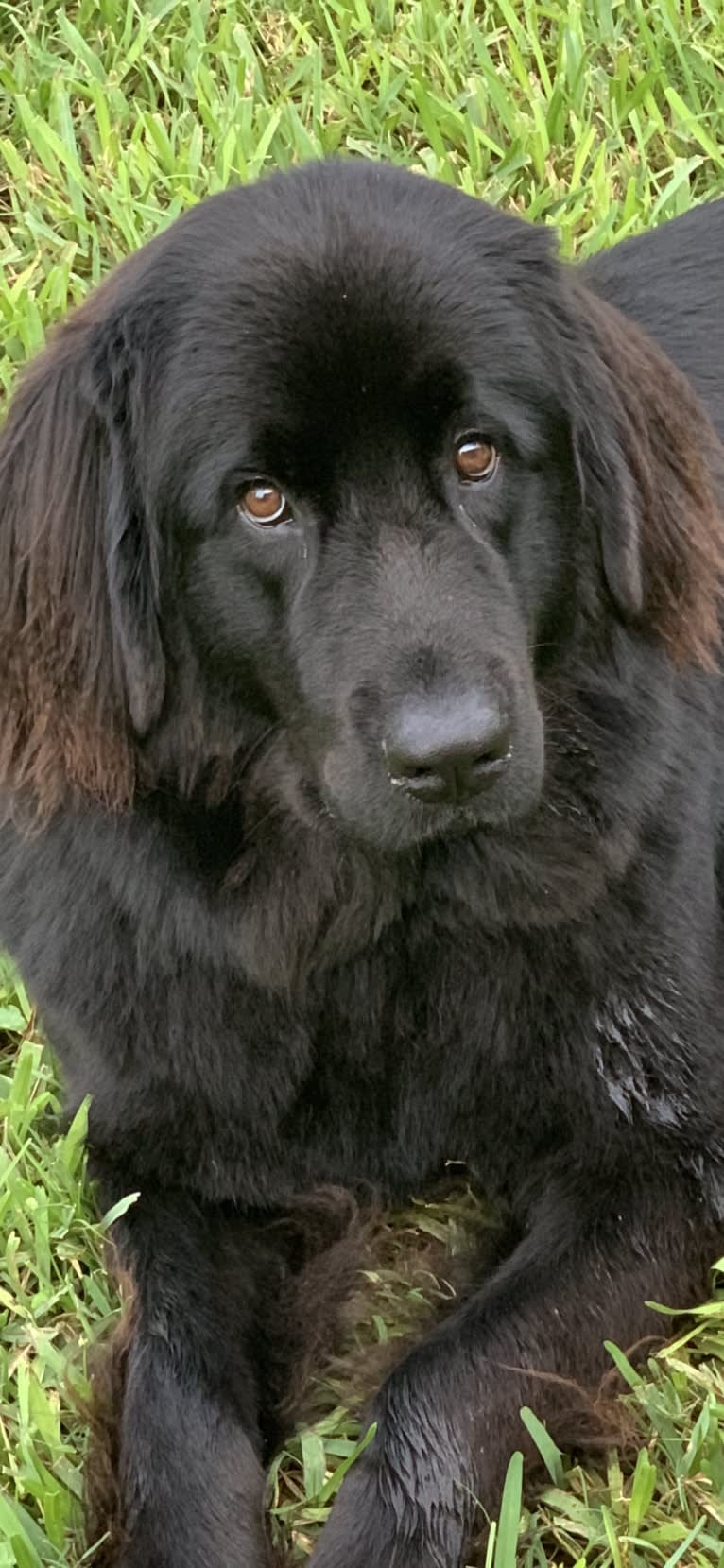 paisley patton, a Newfoundland tested with EmbarkVet.com