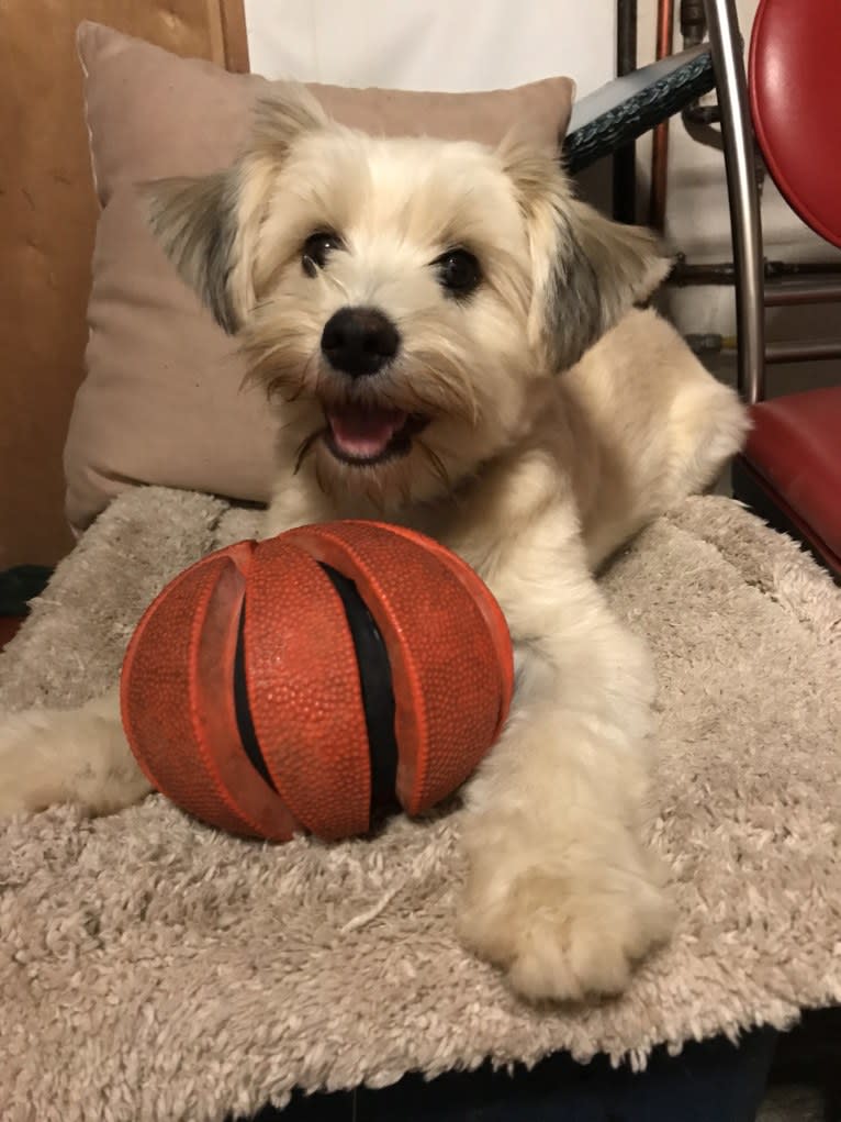 Louis Jay, a Pomeranian and Yorkshire Terrier mix tested with EmbarkVet.com