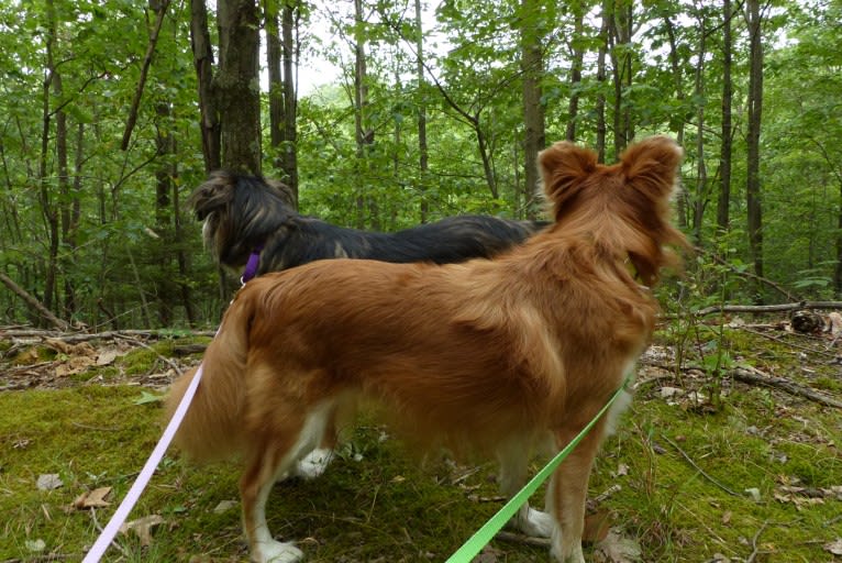 Kaylee, a Labrador Retriever and Samoyed mix tested with EmbarkVet.com