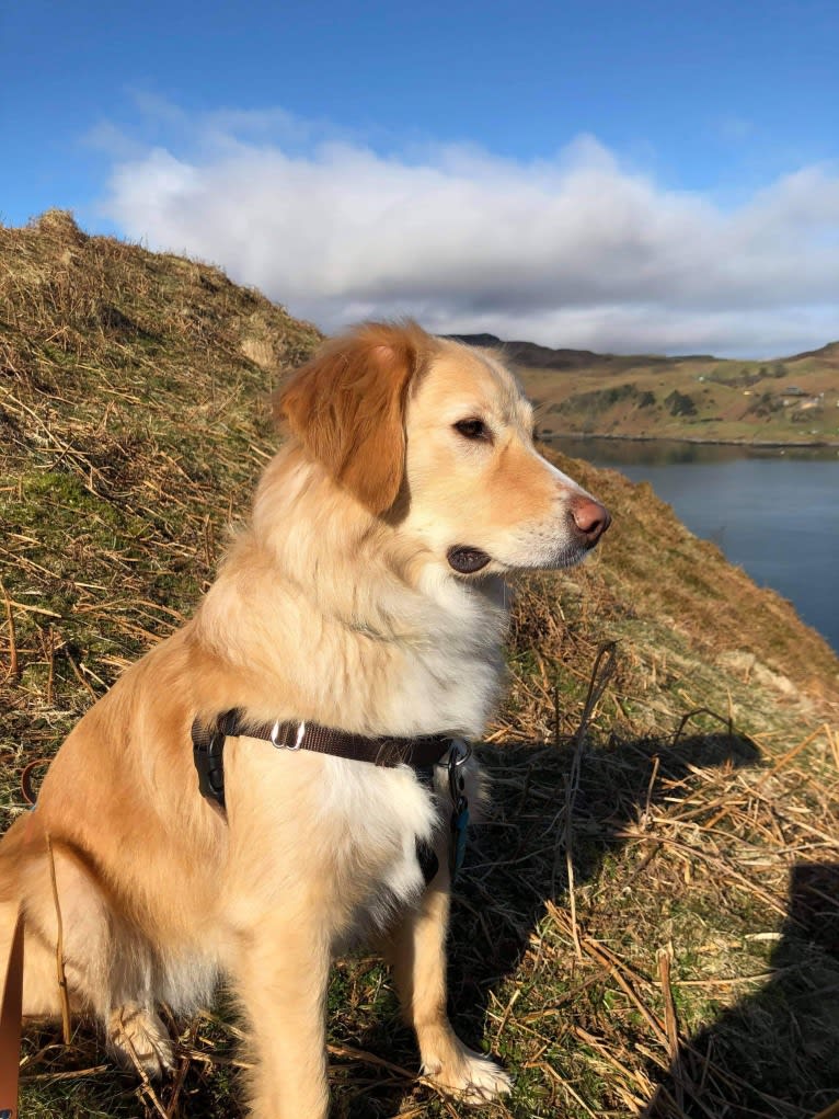 Olive, an Eastern European Village Dog tested with EmbarkVet.com