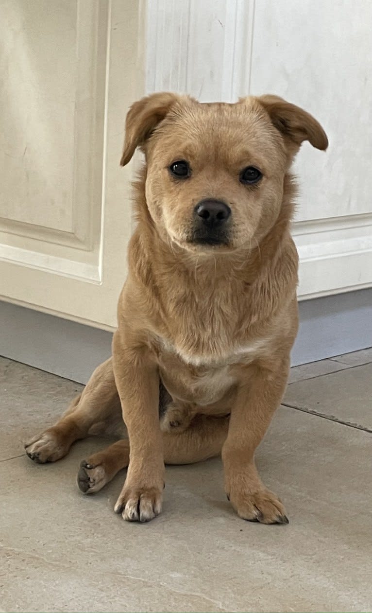 Teddy Bear, a Poodle (Small) and Chow Chow mix tested with EmbarkVet.com