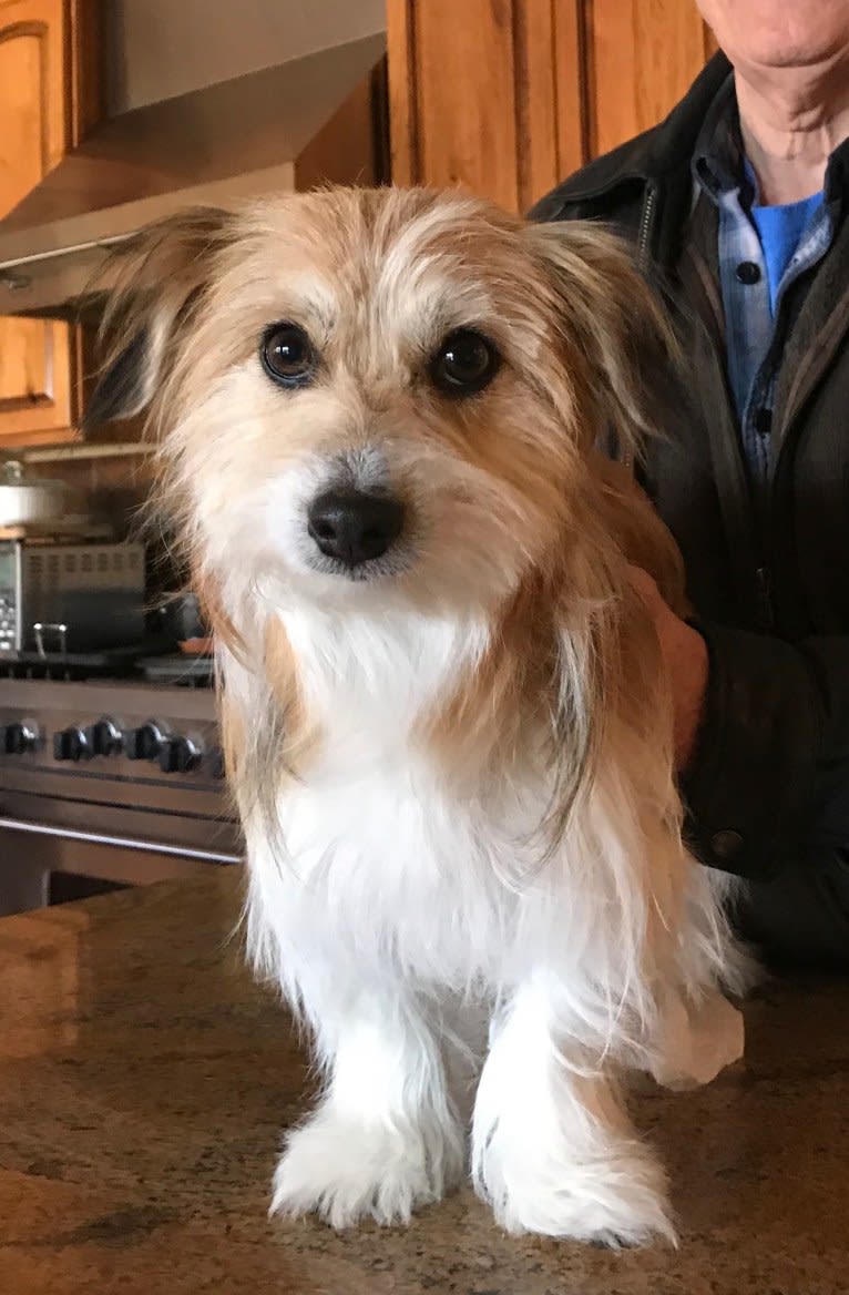 Winham’s Cowboy Cody of Cowgirl Cotons, a Coton de Tulear tested with EmbarkVet.com