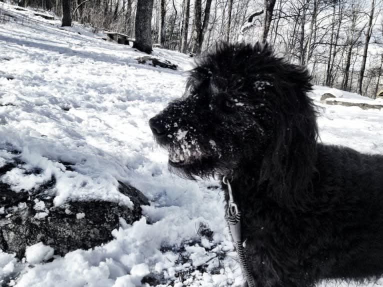 Buckley, a Labradoodle tested with EmbarkVet.com