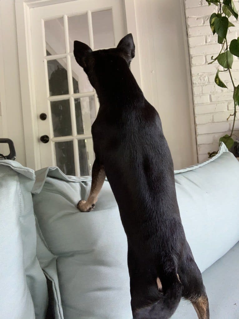 Jack, a Chihuahua tested with EmbarkVet.com