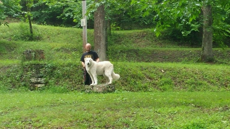 Sabrina Huffine, a Great Pyrenees and Australian Shepherd mix tested with EmbarkVet.com