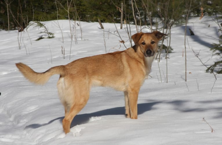 Sakari, a Chinook tested with EmbarkVet.com