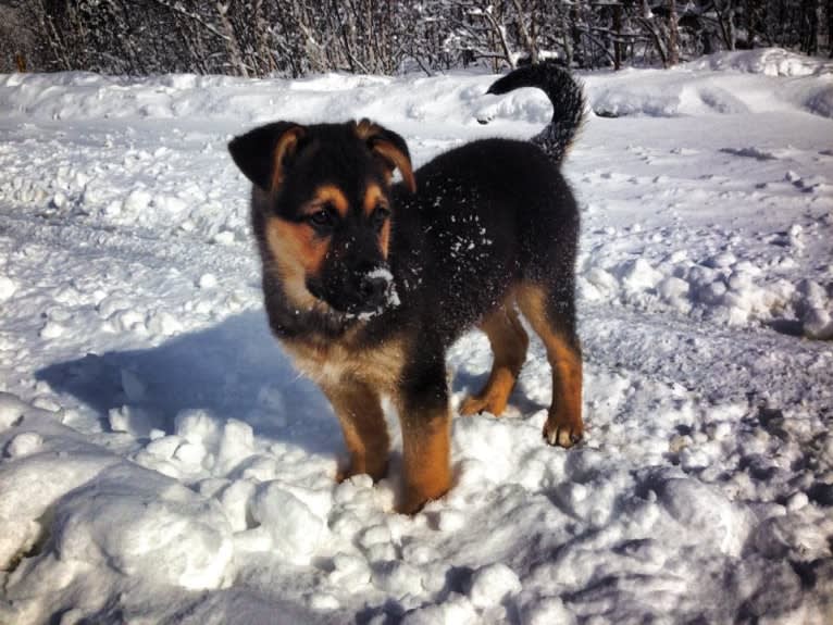 Grizzly, a German Shepherd Dog and Rottweiler mix tested with EmbarkVet.com