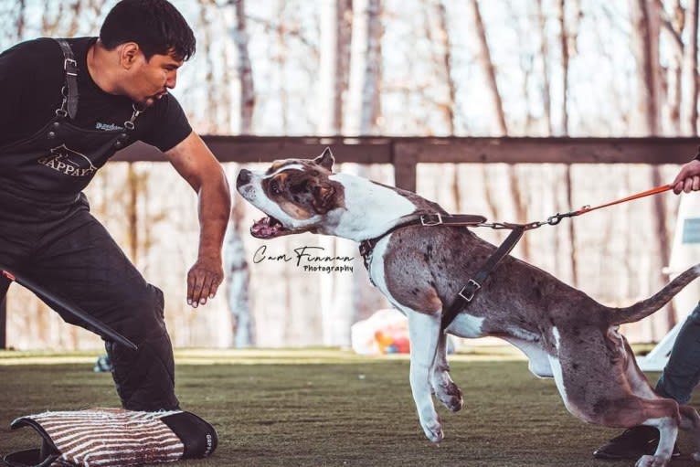 Koda, an American Bully tested with EmbarkVet.com