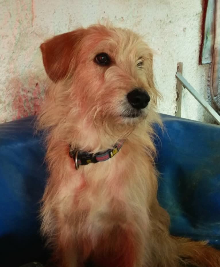 Hershele (Hershi), a West Asian Village Dog and Poodle (Small) mix tested with EmbarkVet.com