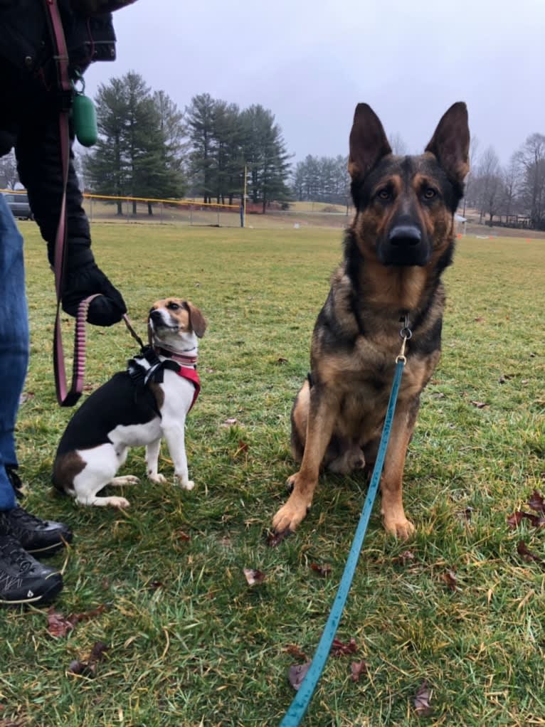 Freckles, a Beagle and German Shepherd Dog mix tested with EmbarkVet.com