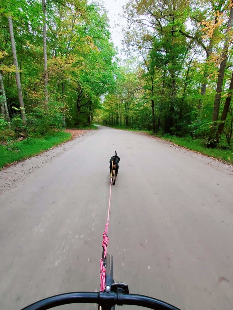 Wyatt, an American Leopard Hound tested with EmbarkVet.com