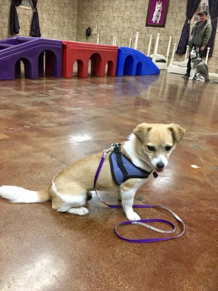 Gobi, a Chinese Village Dog tested with EmbarkVet.com