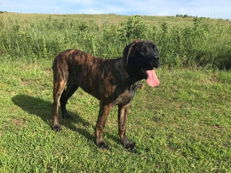 Calliope Jo Prudence Plein, a Mastiff tested with EmbarkVet.com