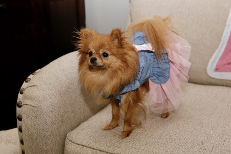 Diva, a Pomeranian tested with EmbarkVet.com