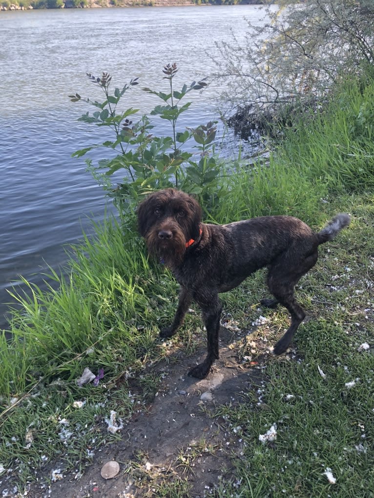 Whiskey, a Wirehaired Pointing Griffon tested with EmbarkVet.com