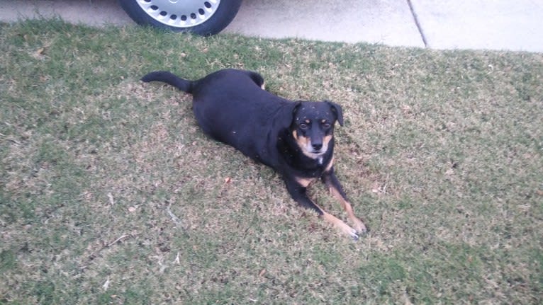 J.J., a Chihuahua and Australian Cattle Dog mix tested with EmbarkVet.com