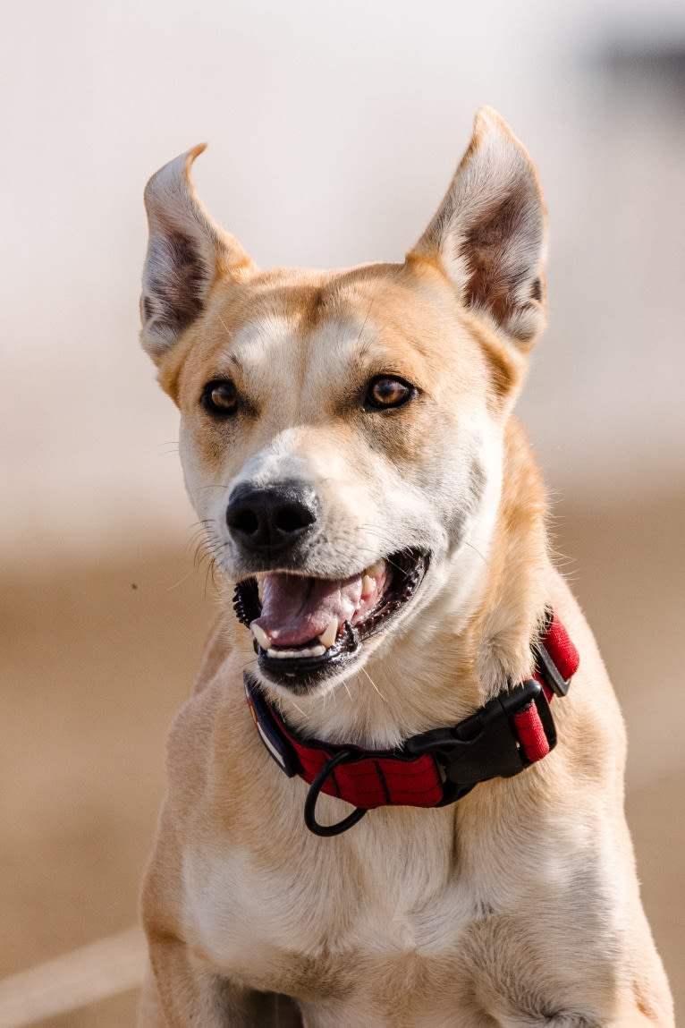 Loomy, a Carolina Dog tested with EmbarkVet.com