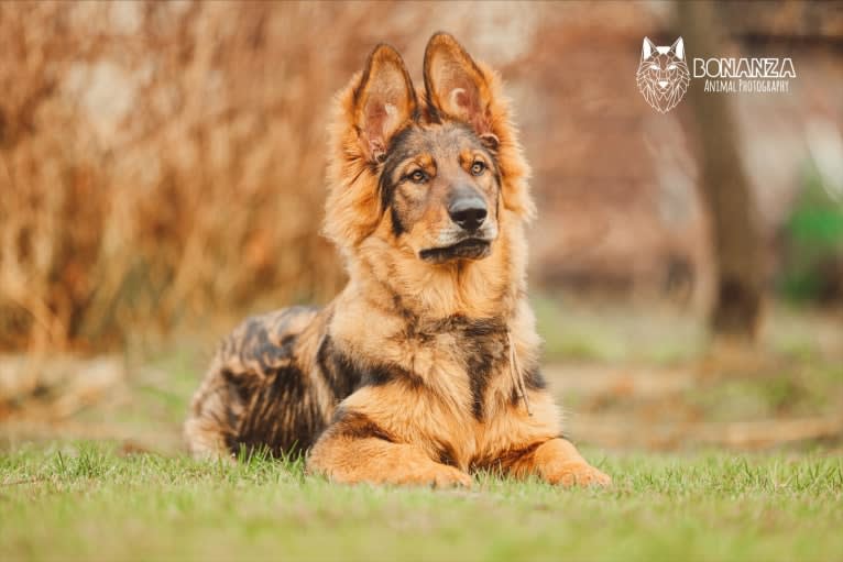 Yoko, a German Shepherd Dog tested with EmbarkVet.com