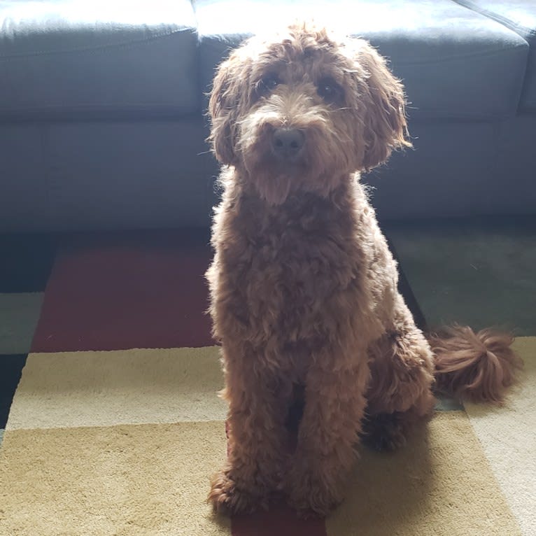 Finn, a Goldendoodle tested with EmbarkVet.com