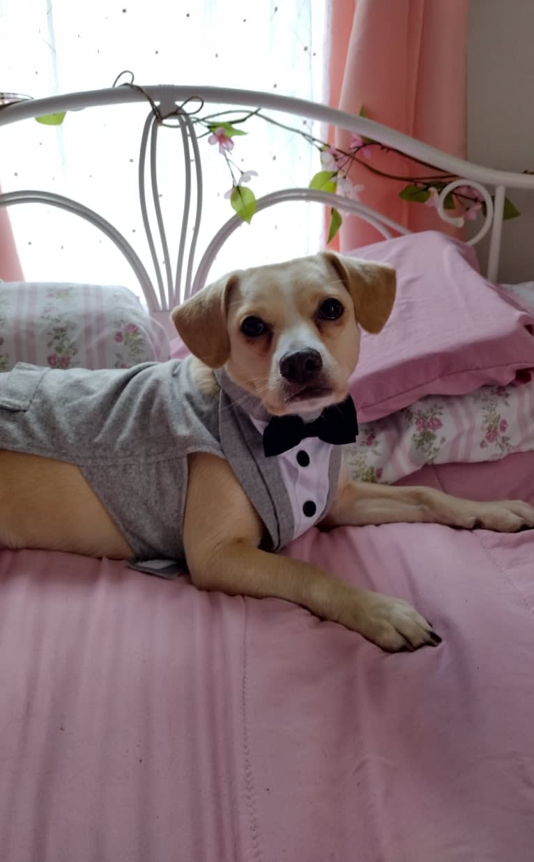 Minhyeok, a Chihuahua and Shih Tzu mix tested with EmbarkVet.com