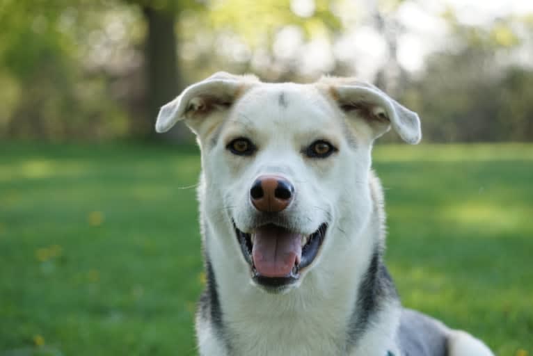 Sully, a Siberian Husky and German Shepherd Dog mix tested with EmbarkVet.com