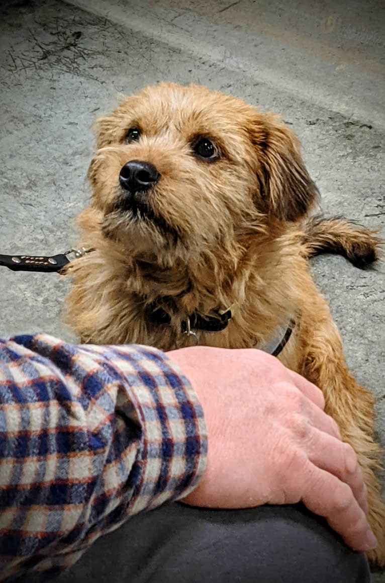 Simon LeBone, a Rottweiler and Shih Tzu mix tested with EmbarkVet.com