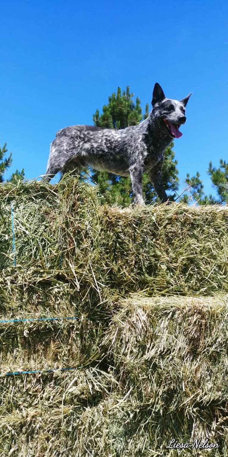 Zip, an Australian Cattle Dog tested with EmbarkVet.com