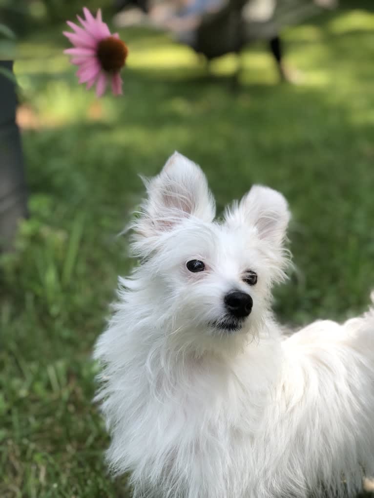 Betty, a Chihuahua and Pomeranian mix tested with EmbarkVet.com