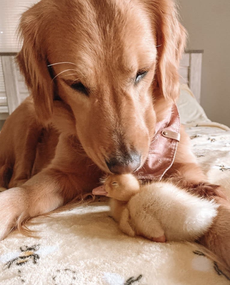 Marley, a Golden Retriever tested with EmbarkVet.com